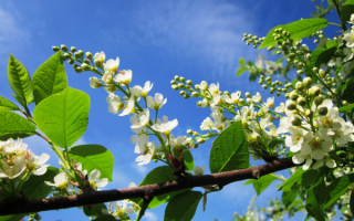 Весенняя ветка черемухи