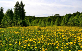 Весенняя опушка леса