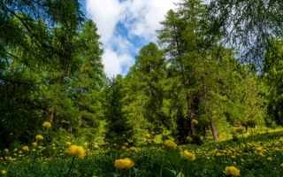 Весна в тайге