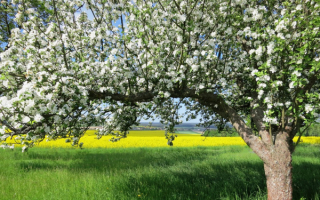 Яблоня весна