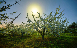 Весеннее утро