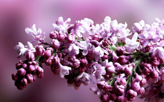 Весенняя ветка сирени