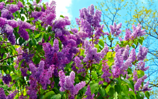 Весна сирень