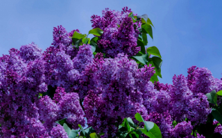 Сиреневый цвет весны