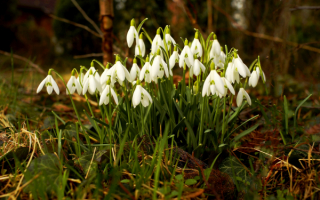 Цветы весны подснежники