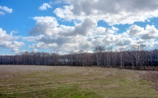 Поле березы облака весна