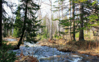 Ручеек в весеннем лесу