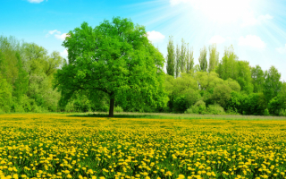 Цветы деревья солнце весна