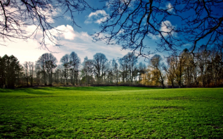 Весенний день на  зеленой поляне