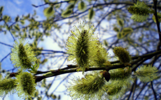 Весенняя ветка вербы