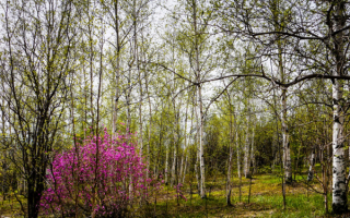 Весна в березовом лесочке