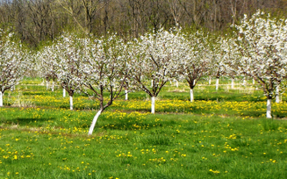 Вишневая весна