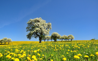 Голубое небо над весенней лужайкой