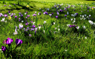 Красивая весенняя поляна