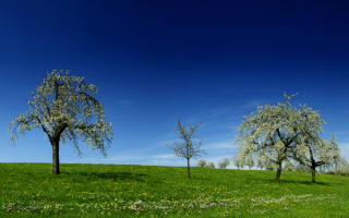Синее небо над весенним лугом
