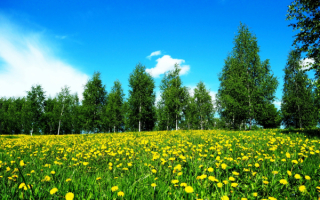 Цветы березы весна