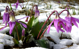 Цветы ранней весны