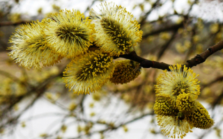 Весенняя веточка вербы