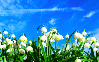 Весна цветы