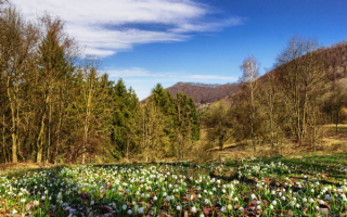 Подснежники на весенней лужайке