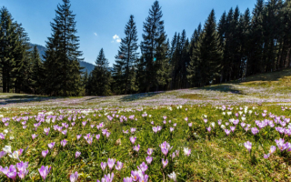 Цветы поляна лес весна