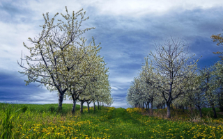Пасмурный день весны