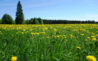 Зеленая трава одуванчики лес небо весна