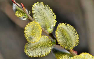 Вербная весна