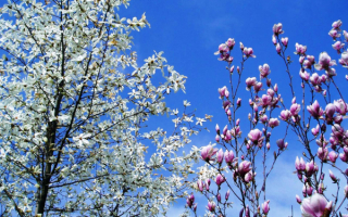 Весенние ветки деревьев