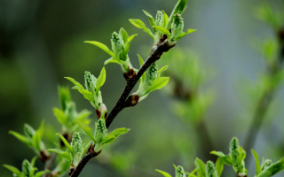 Весенняя ветка черемухи