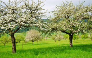 Зеленая трава цветущие деревья весна