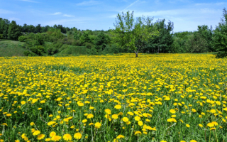 Расцвели одуванчики на весенней поляне