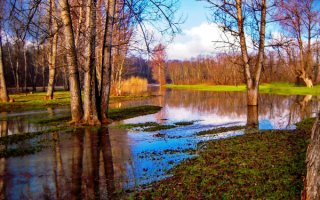 На весеннем разливе