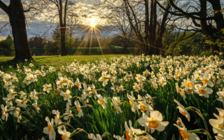 Весна цветы