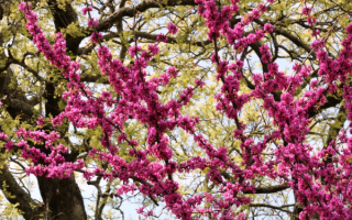 Весенние ветки деревьев