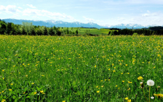 Весенние луга