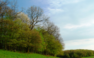 Весенний лес