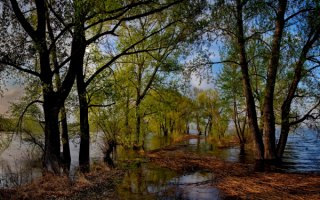 Весенний разлив реки