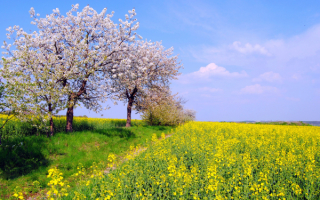 Весна в полях