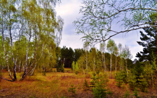 Весна на опушке леса