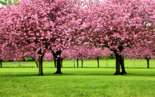 Весна цветет вишня