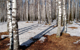 Ранняя весна в березовой роще