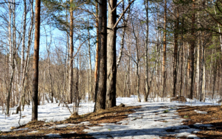 Весенние проталины в лесу