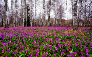 Цветочная поляна в весеннем лесу