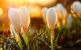 Весенний дождь