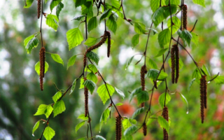 Весенний наряд березы