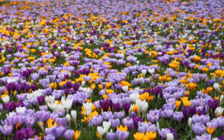 Весна стелит цветочные ковры