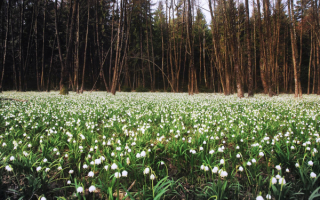 Весна украсила поляну
