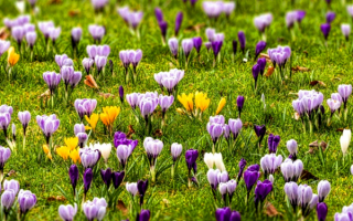 Весна. Крокусы тянутся к солнцу