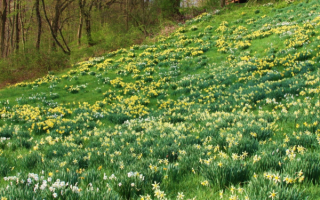Весна. Цветут нарциссы